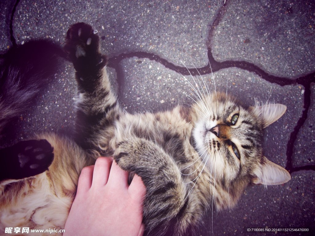 宠物猫