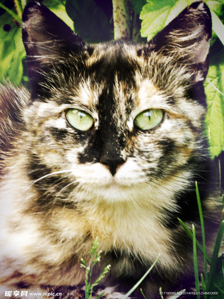 宠物猫