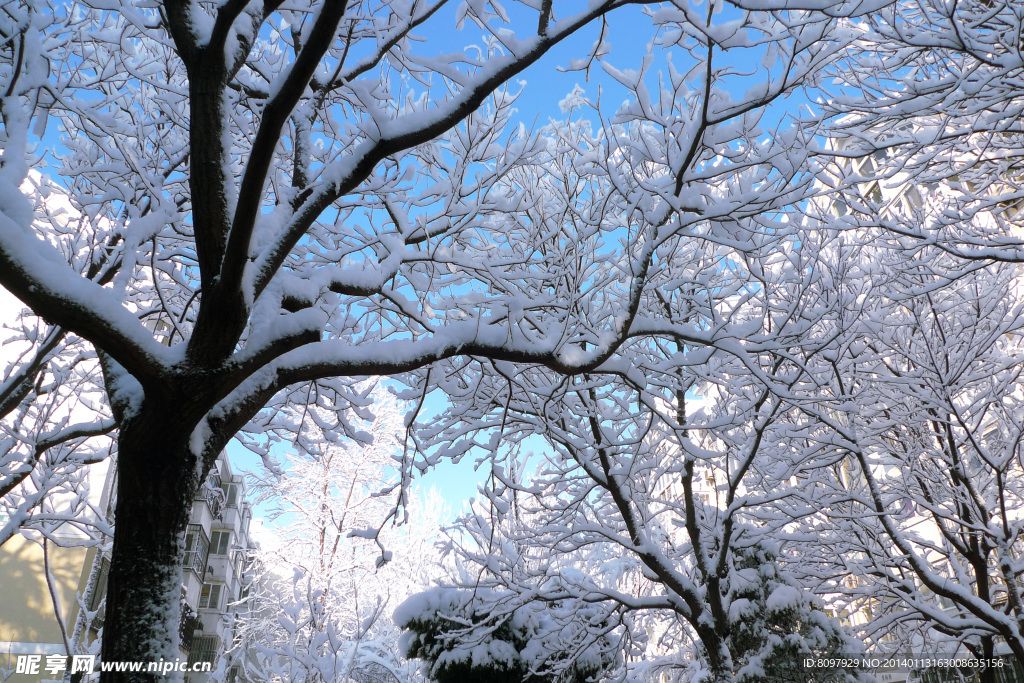 白雪