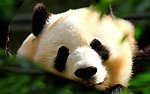可爱大熊猫摄影照片