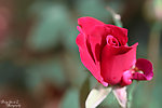 摄影玫瑰花朵花蕾照片