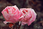 高清玫瑰花朵摄影图片
