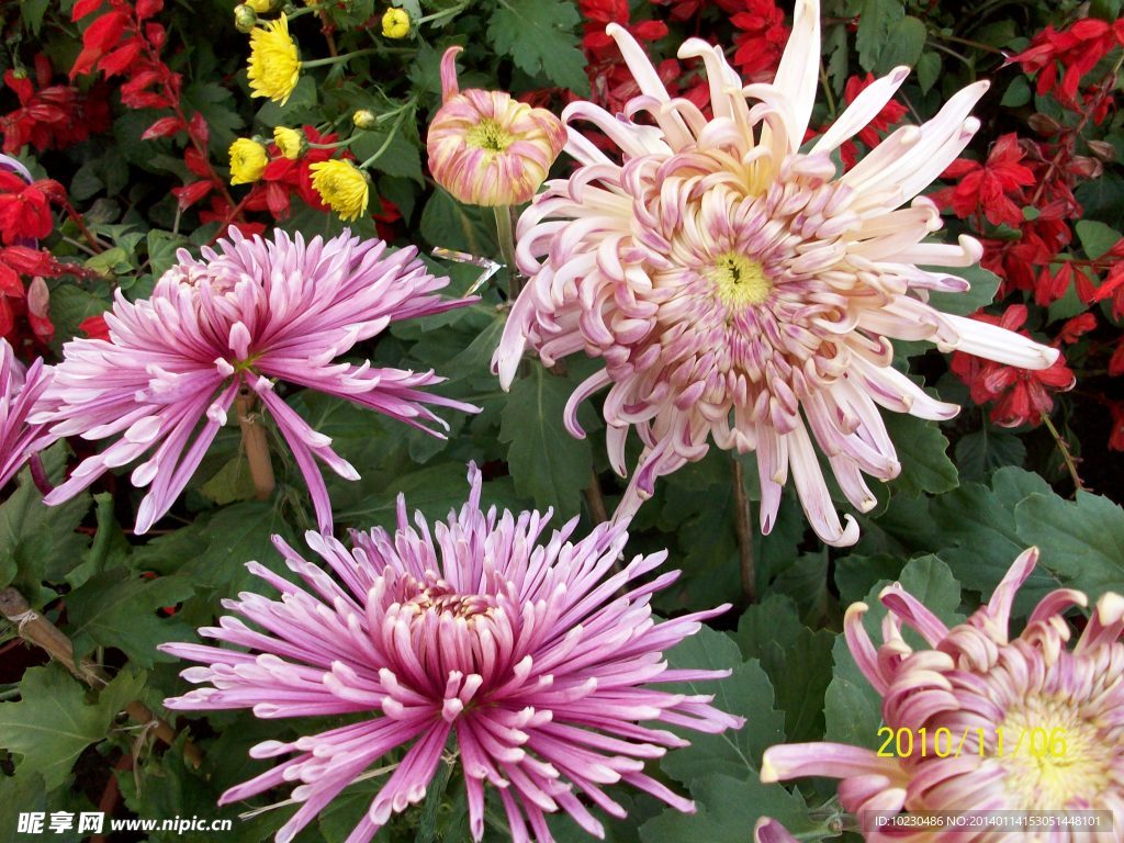 菊花