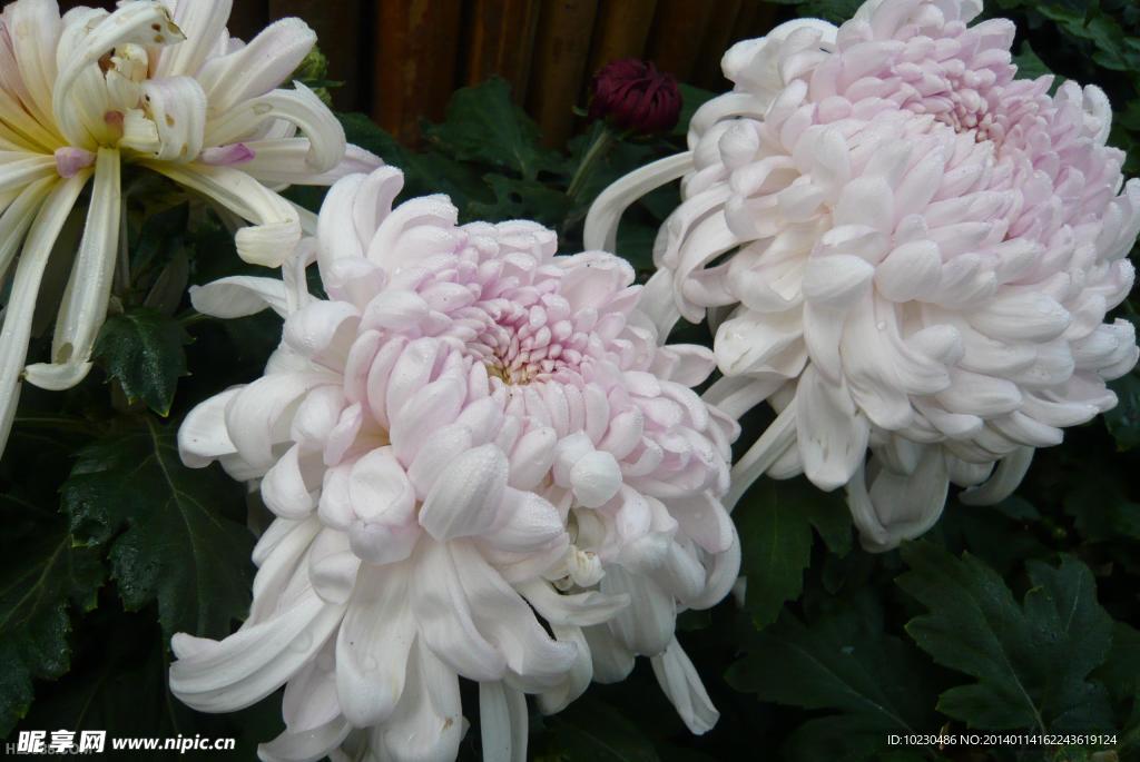 白菊