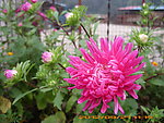 山菊花