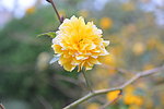 黄色的花朵