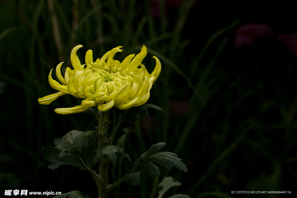 菊花