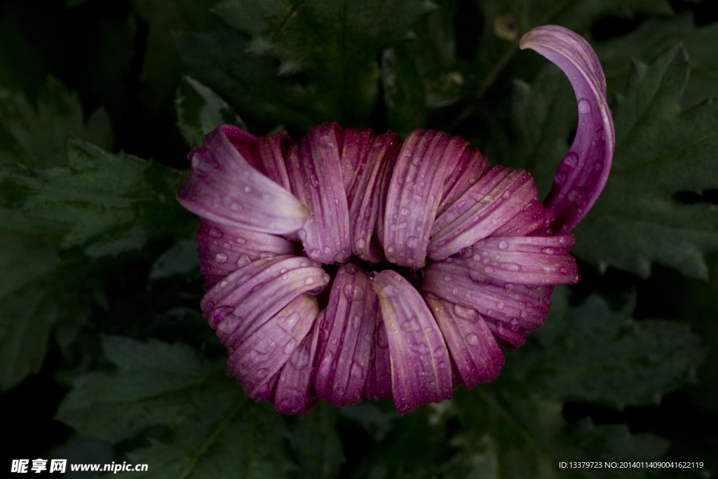 菊花