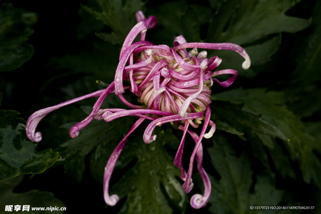菊花