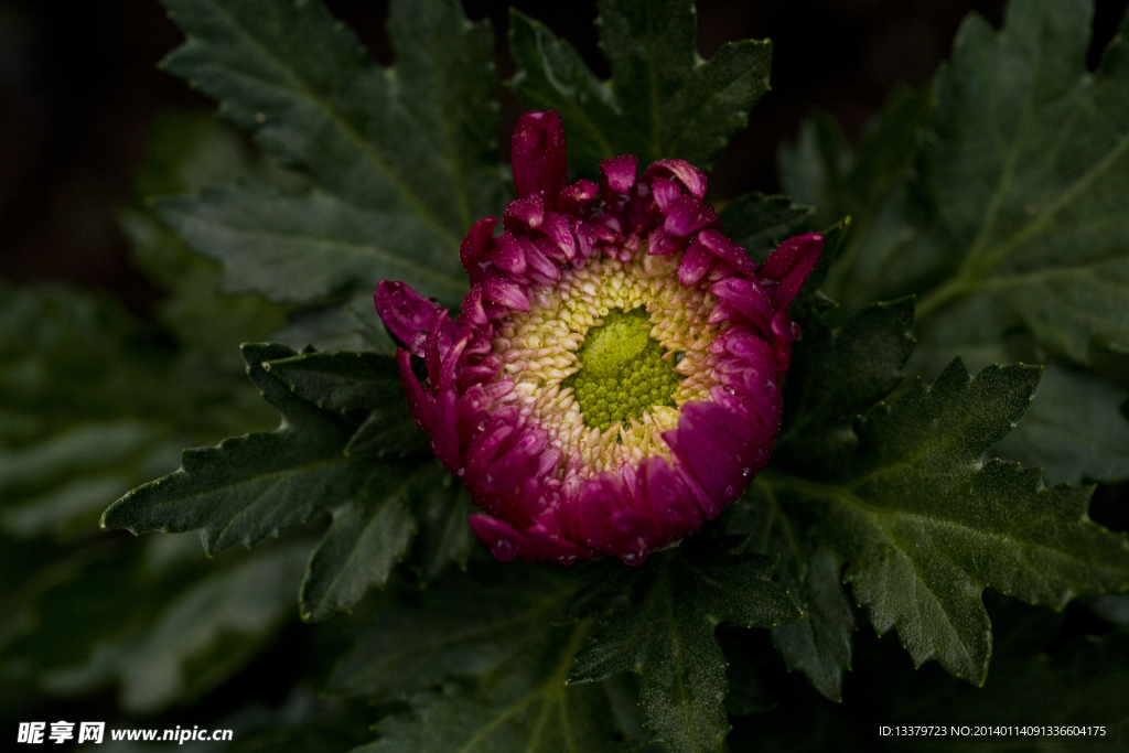 菊花
