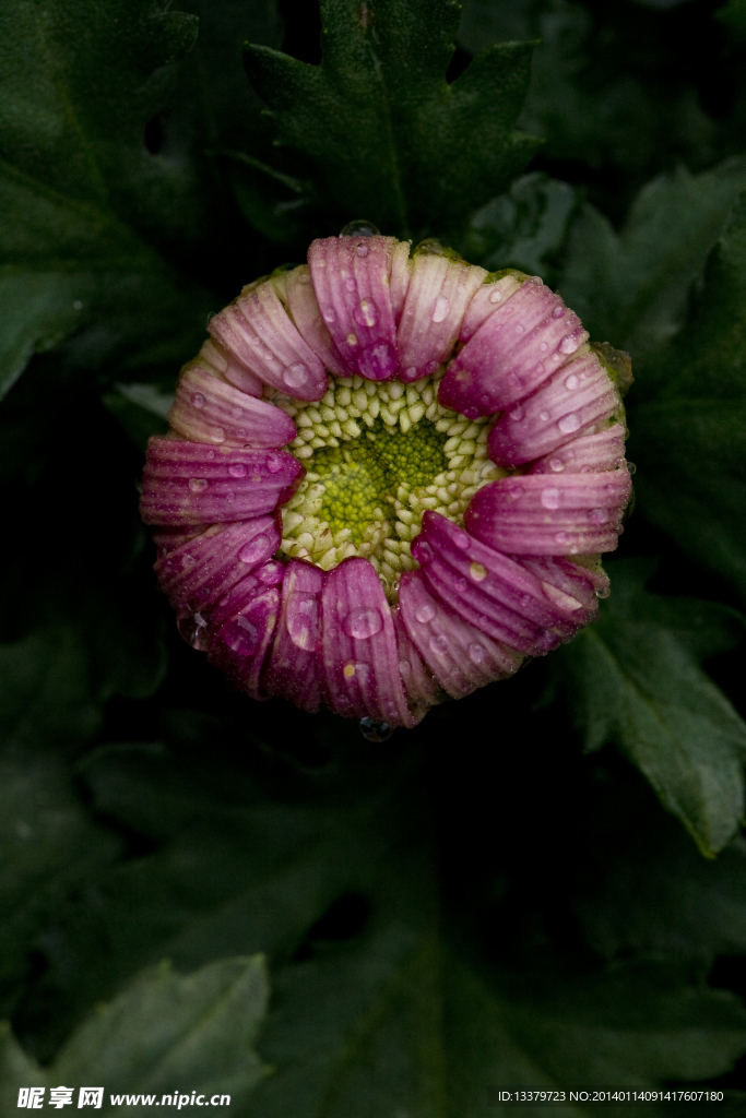 菊花
