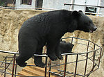 黑熊