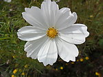 小百花