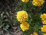 野花