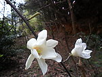 广玉兰