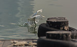 小白鹭捕鱼记 入水