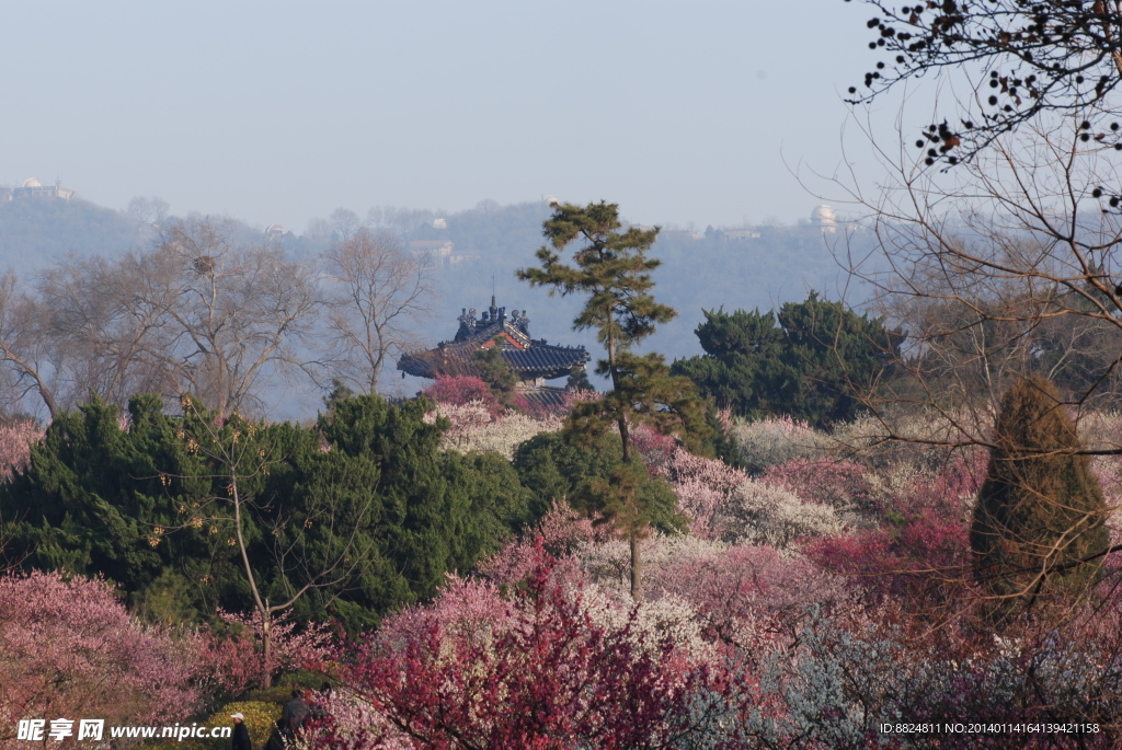 梅花山