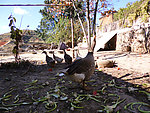大鹅