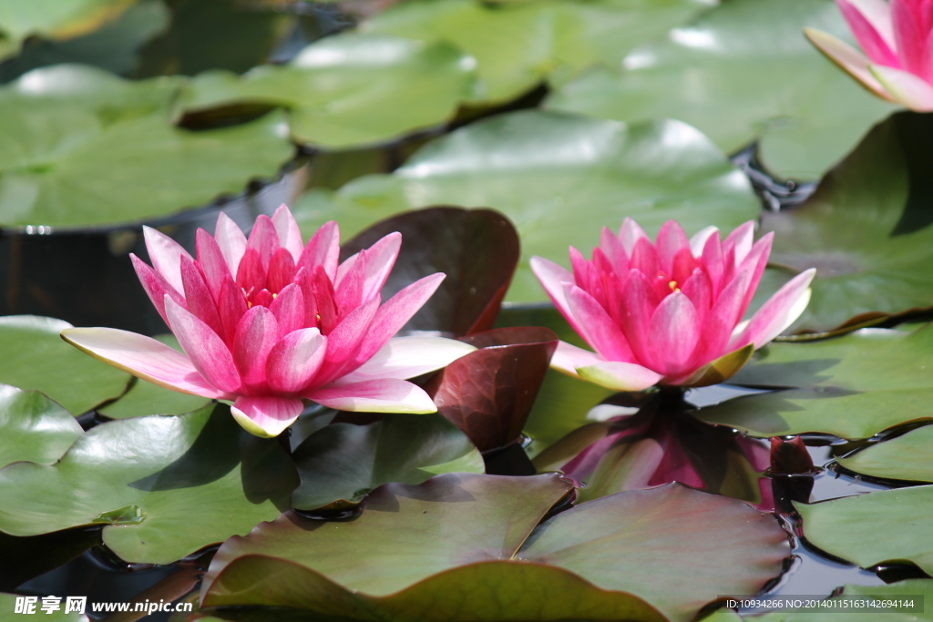 莲花