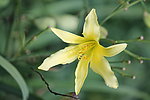 百合花