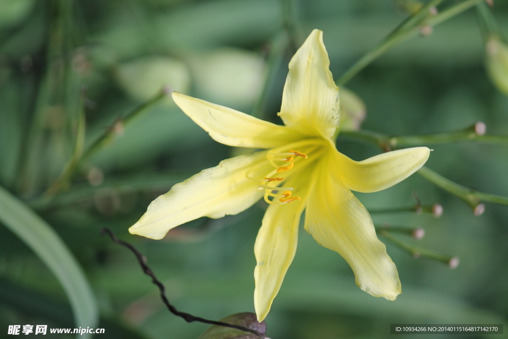 百合花