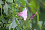牵牛花