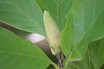 缅桂花