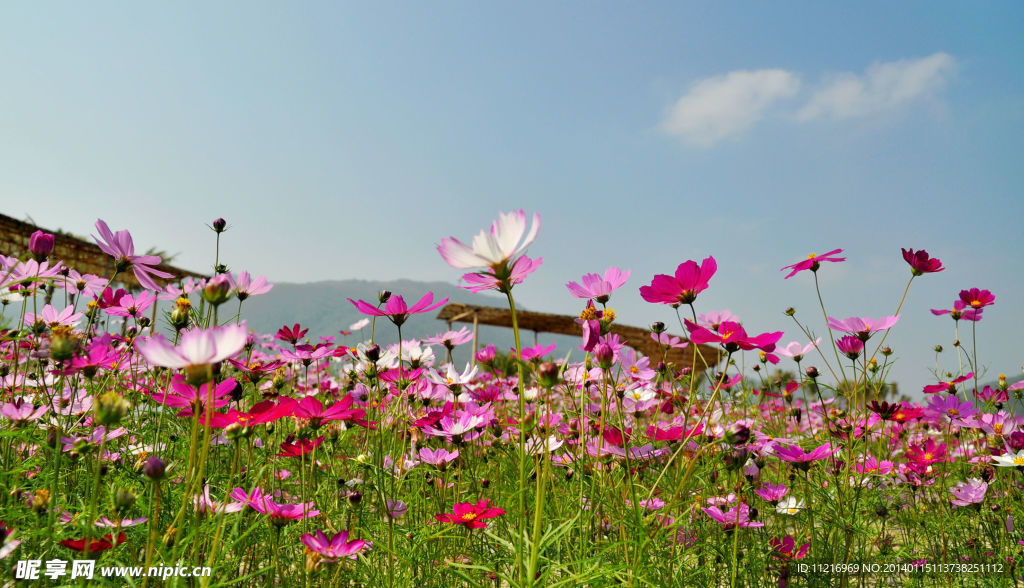 格桑花