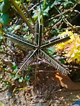 五角星小草