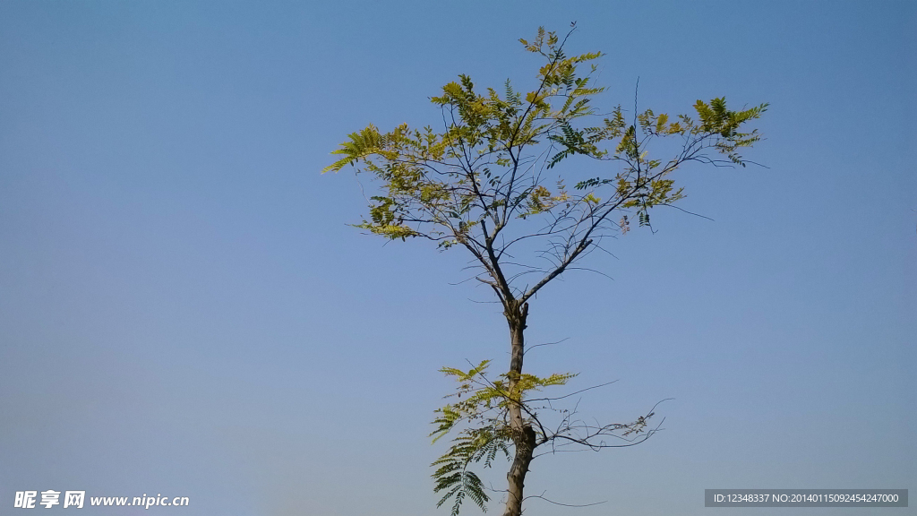 小树