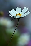 波斯菊