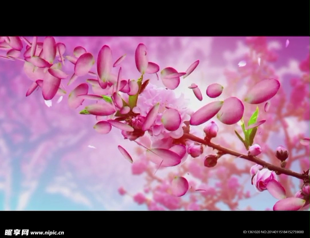 桃花背景视频素材