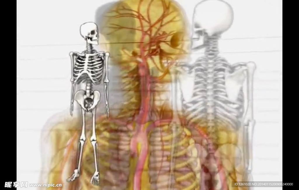 医学人骨架视频素材