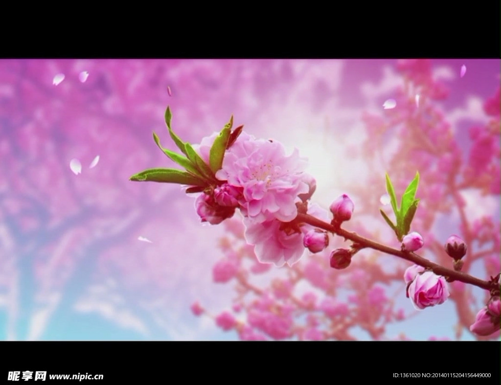 桃花背景视频素材