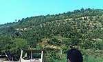 平和蜜柚