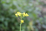 菜花