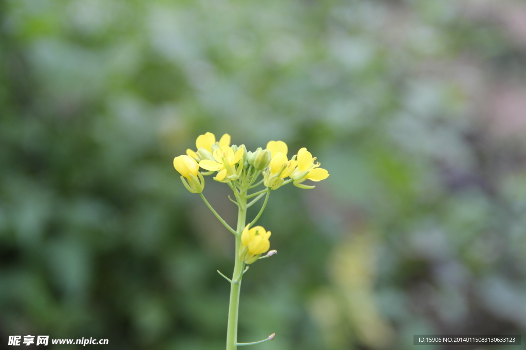 菜花