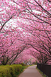 樱花风景