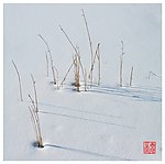 野趣