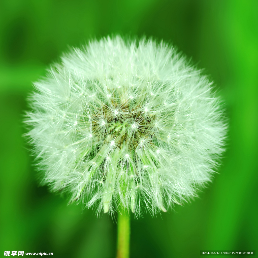 蒲公英