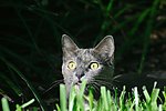 宠物猫
