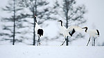 雪中仙鹤
