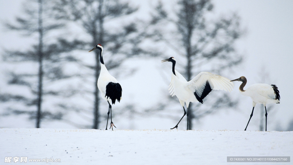 雪中仙鹤