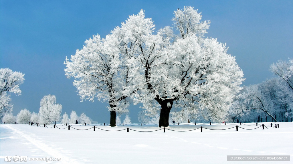 雪中大树