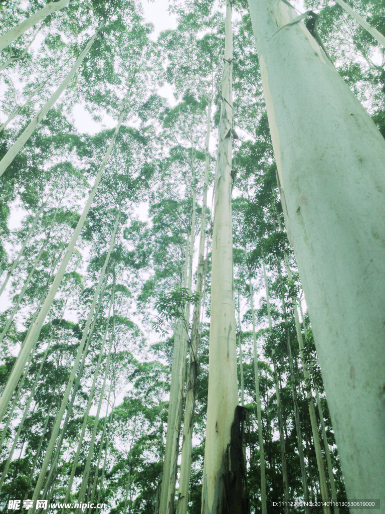 桉树