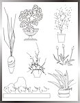 植物立面图