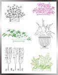 植物立面图