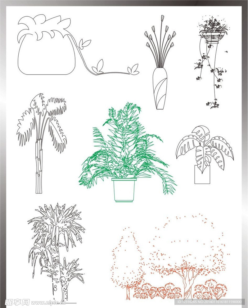 植物立面图