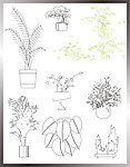 植物立面图