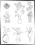 植物立面图